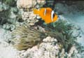  Anemone Fish